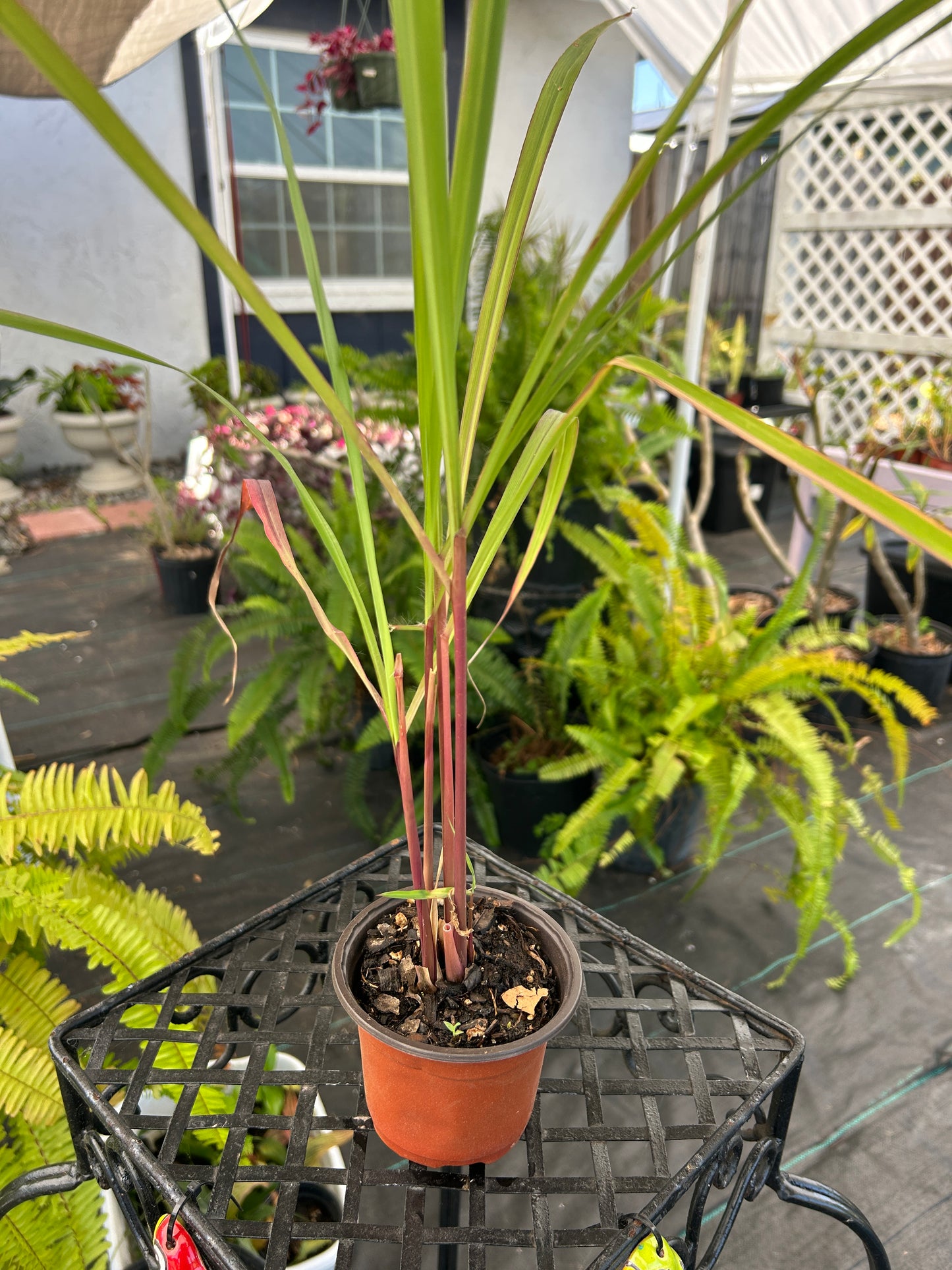 Lemongrass