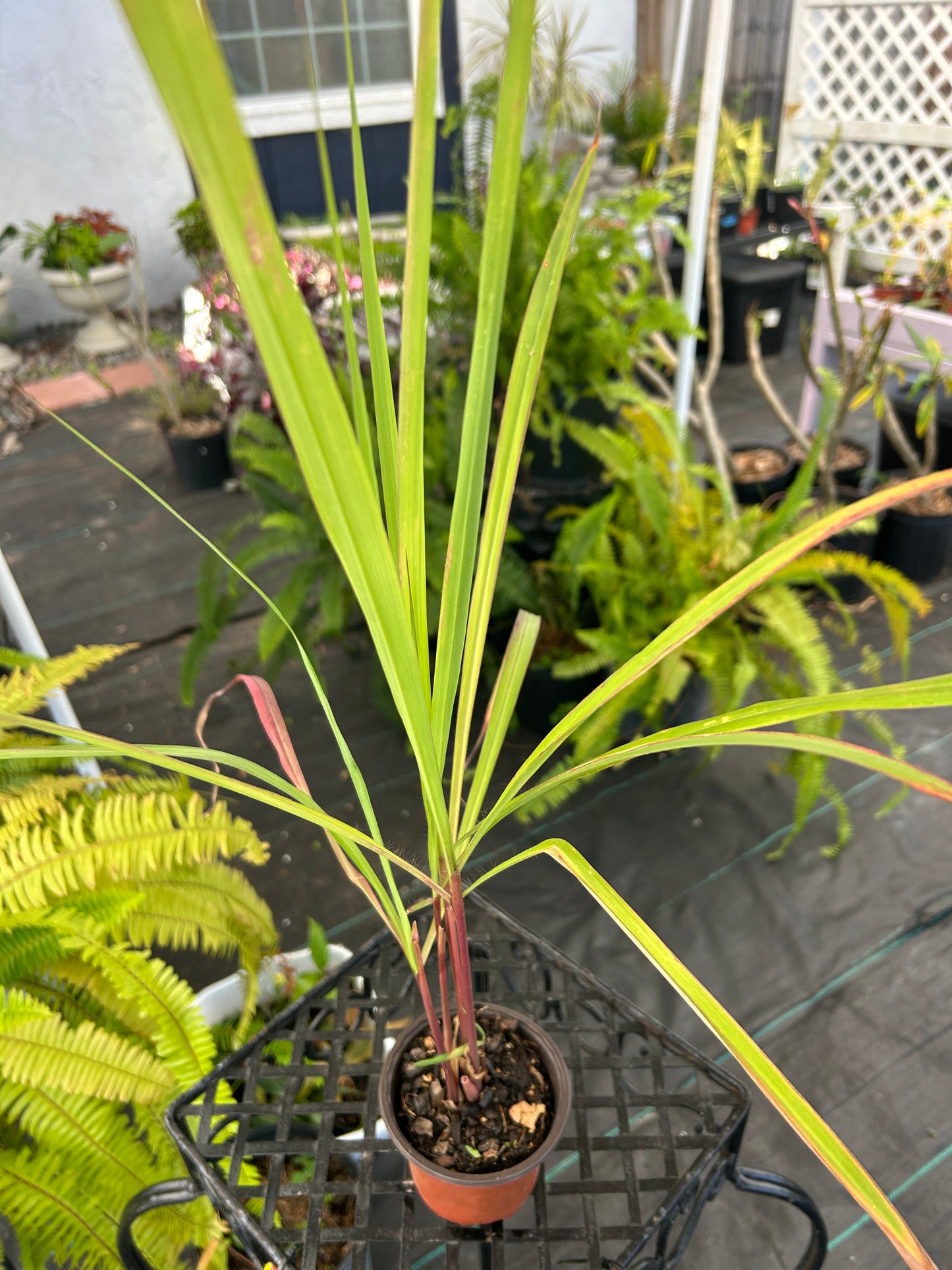 Lemongrass