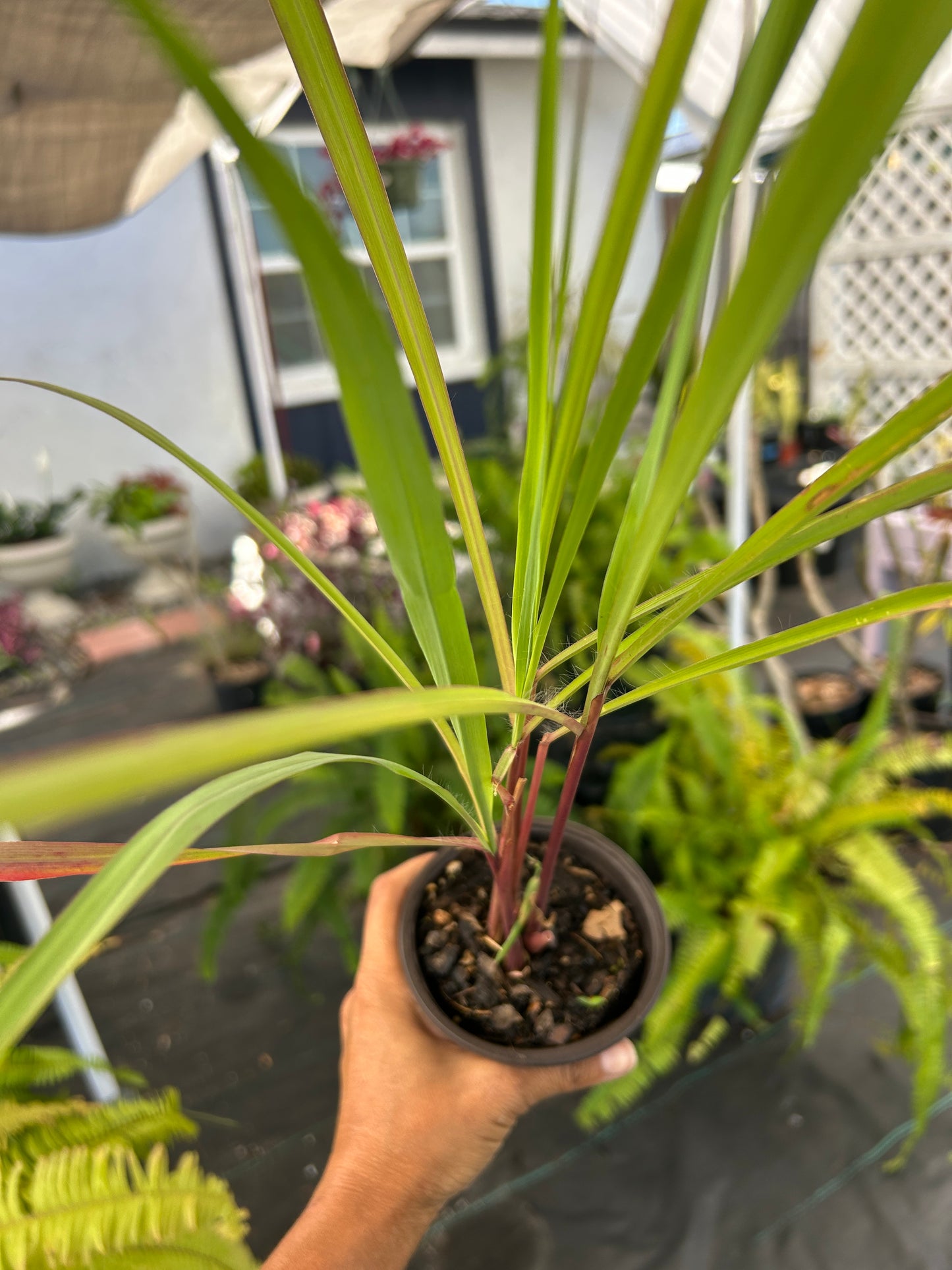 Lemongrass