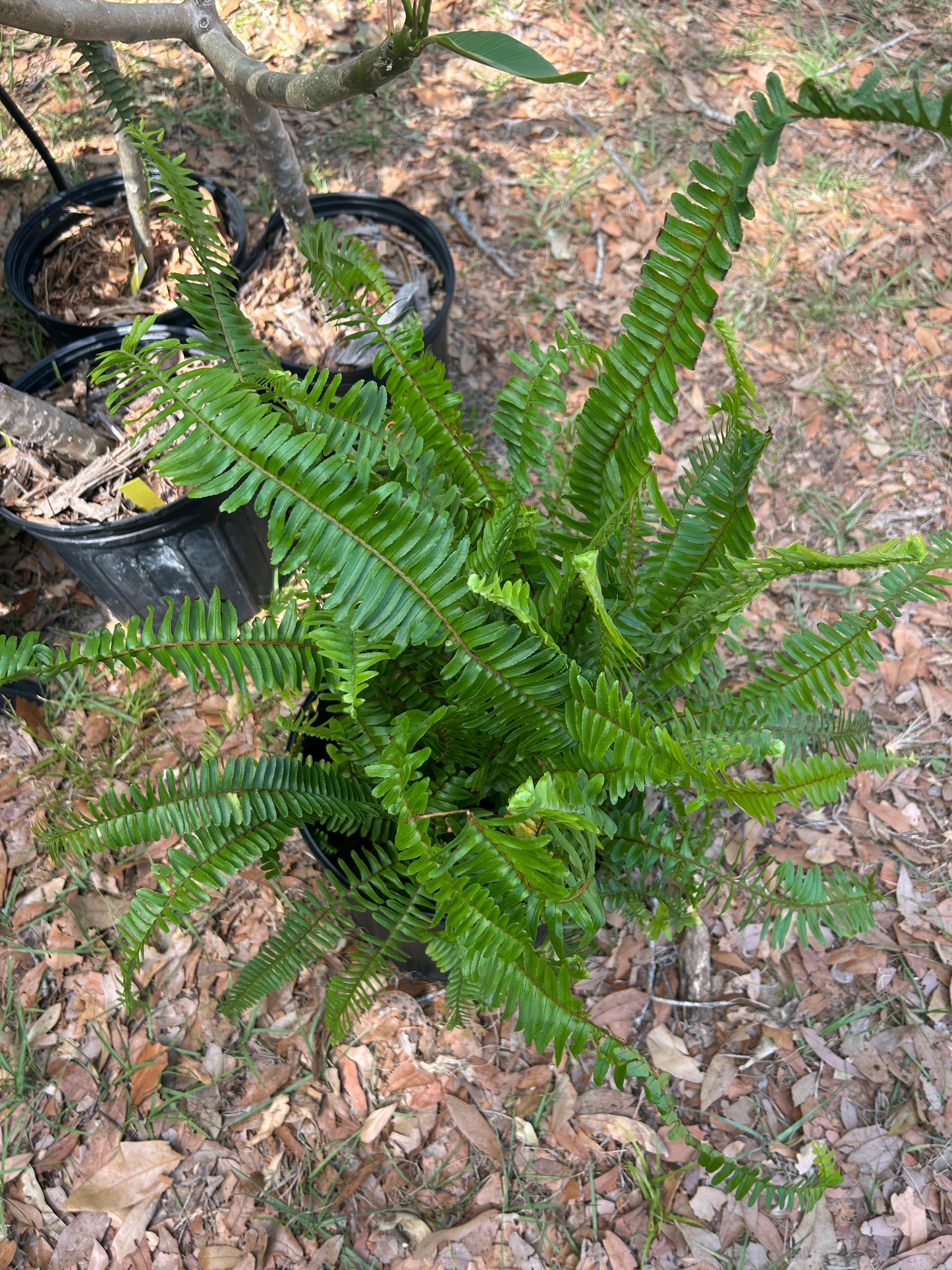 Boston Fern Plant