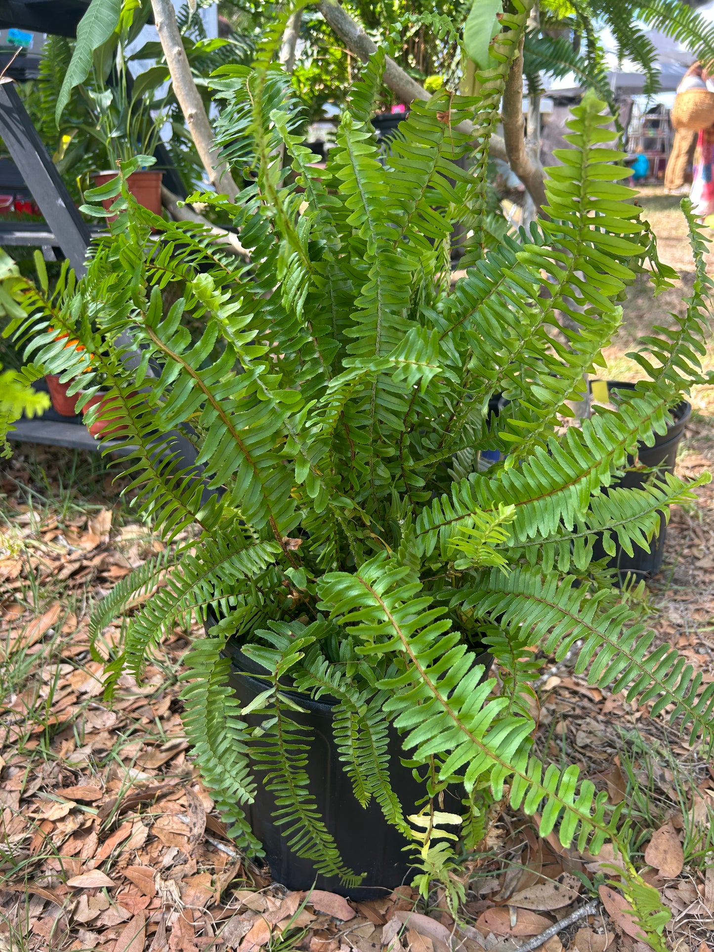 Boston Fern Plant