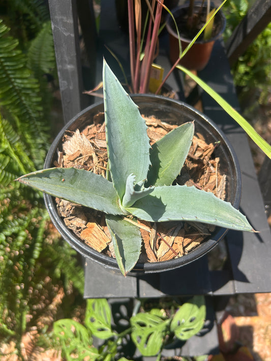 Agave