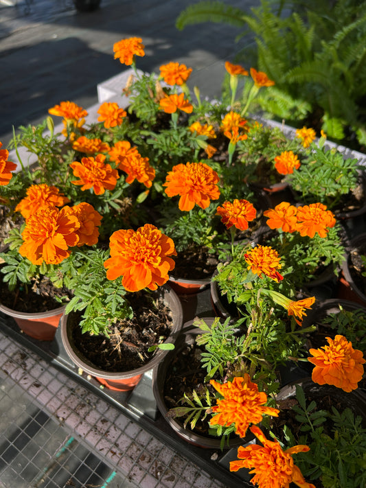 Marigold