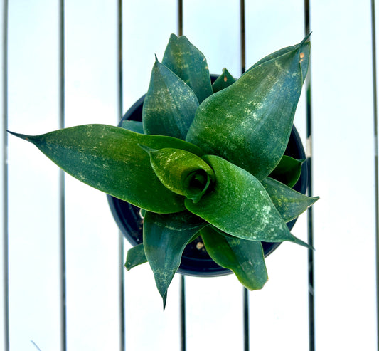 Birds Nest Sansevieria