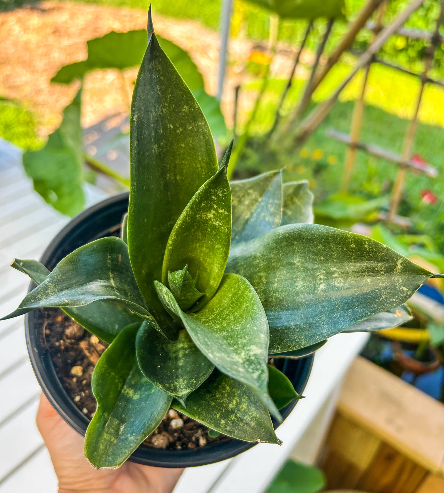 Birds Nest Sansevieria