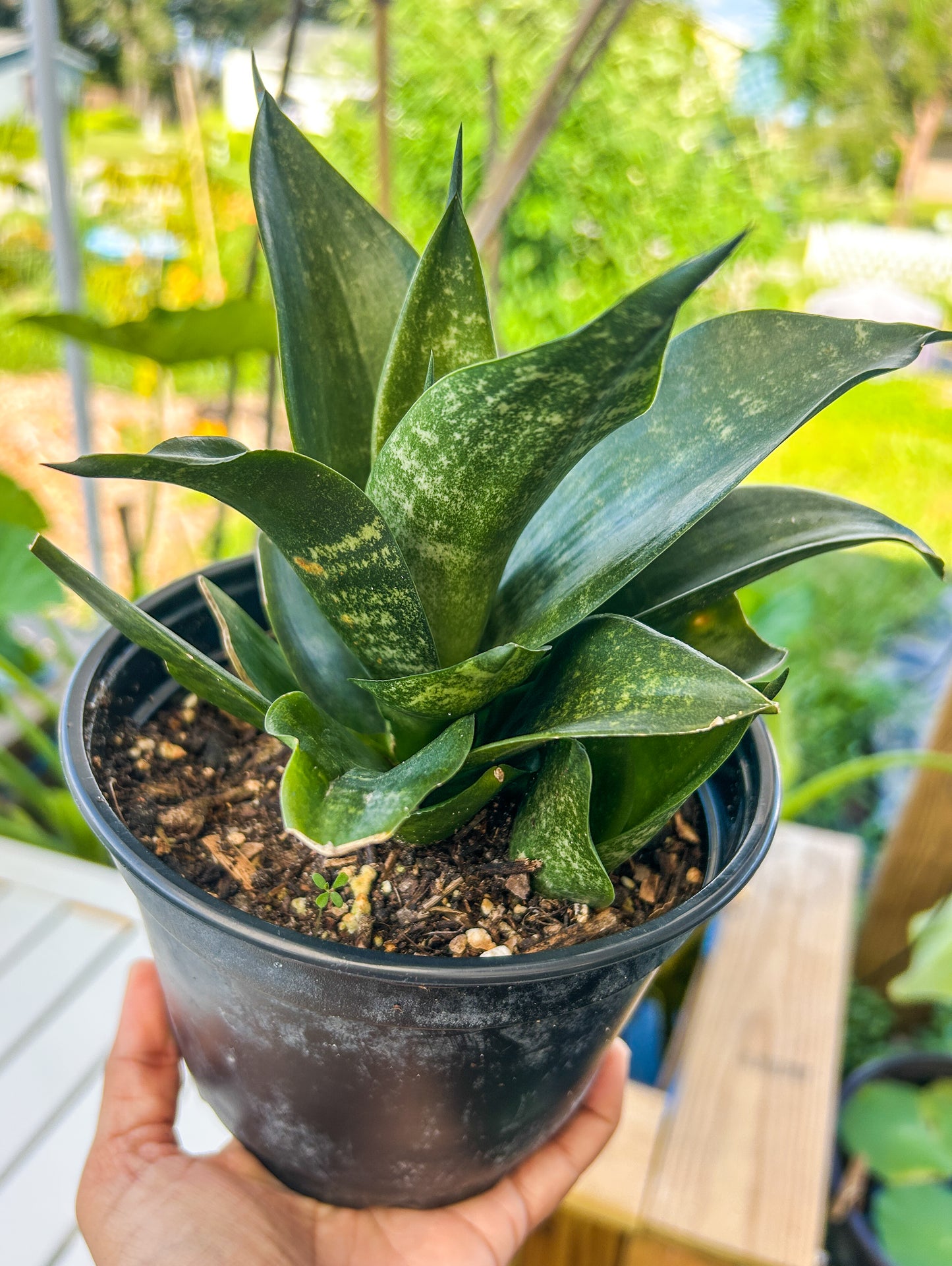 Birds Nest Sansevieria