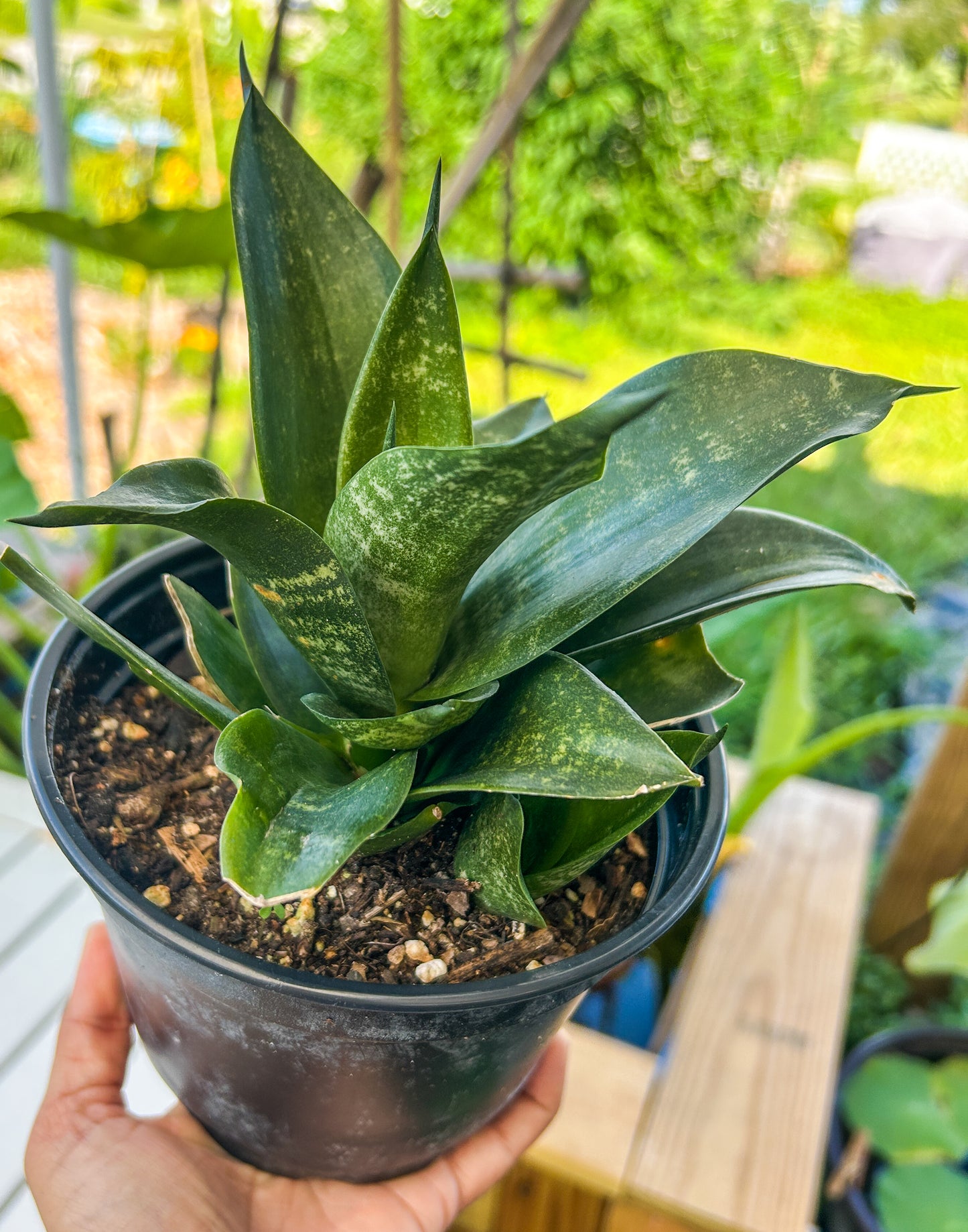 Birds Nest Sansevieria
