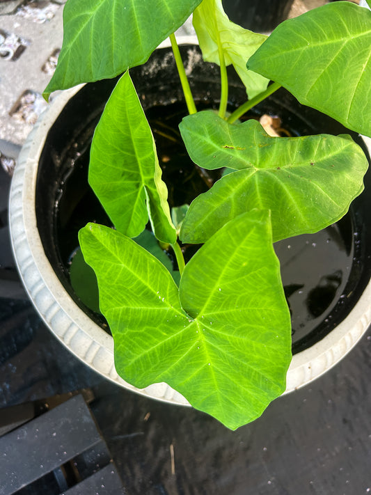 Elephant Ear