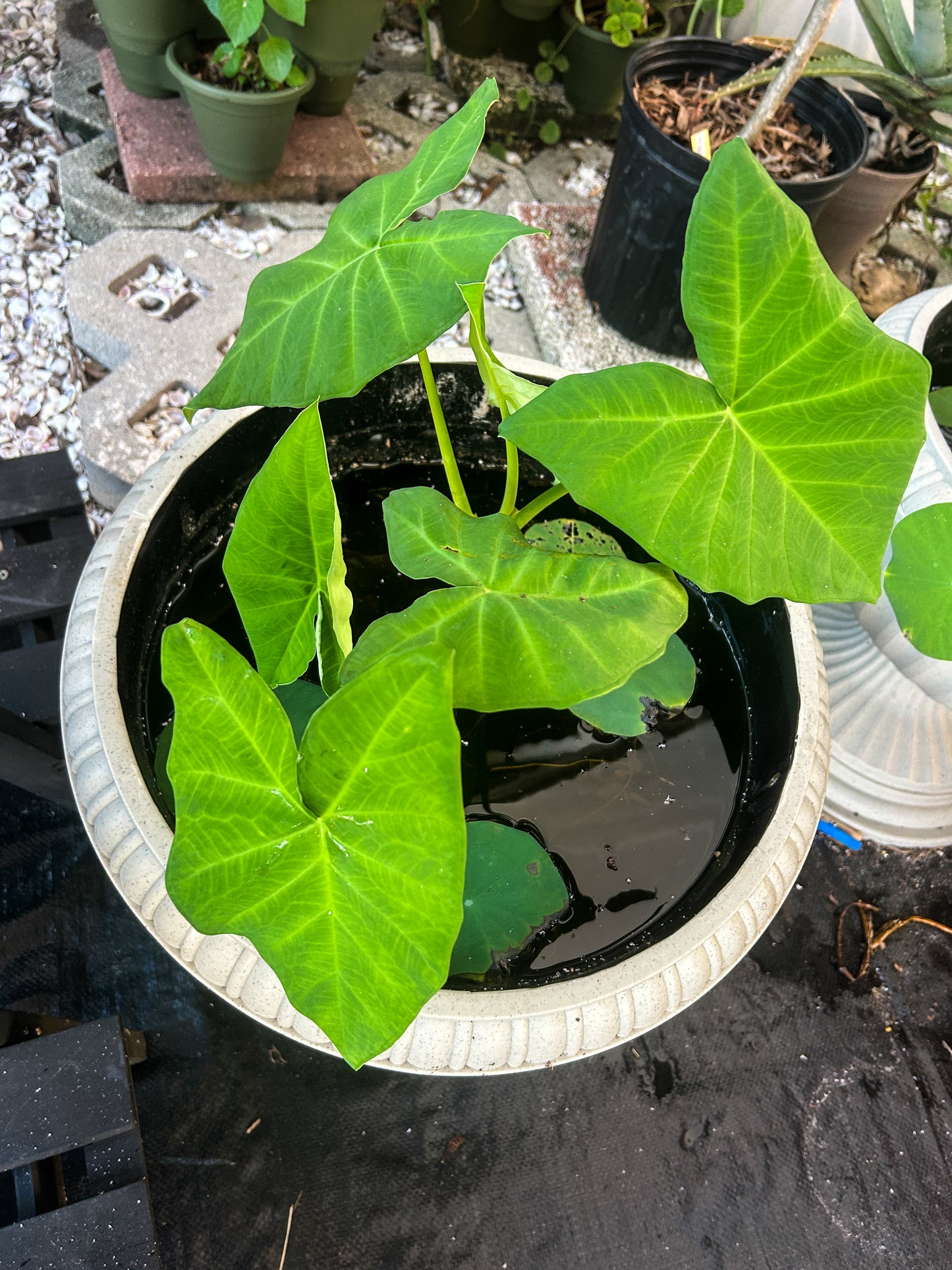 Elephant Ear
