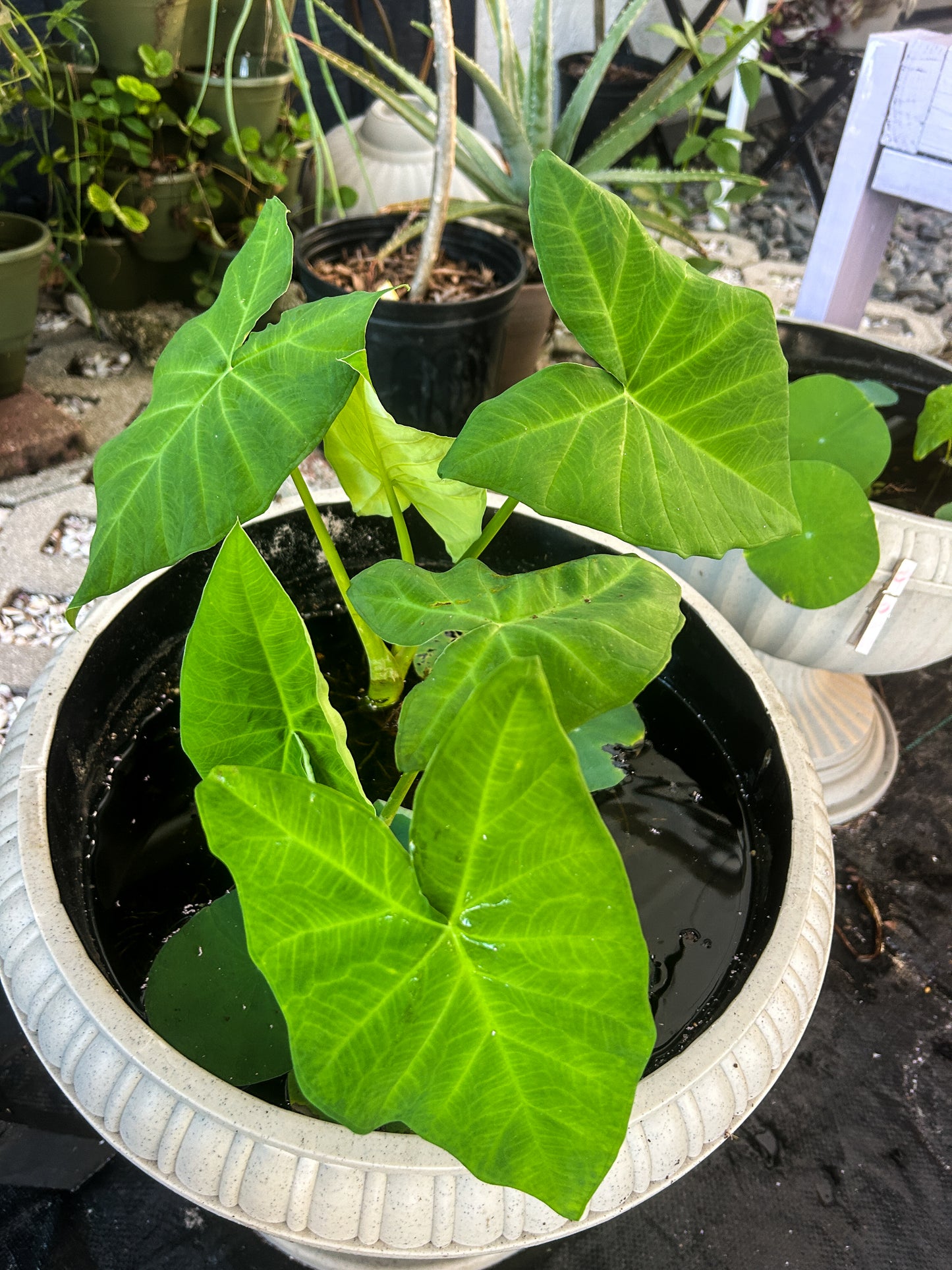 Elephant Ear