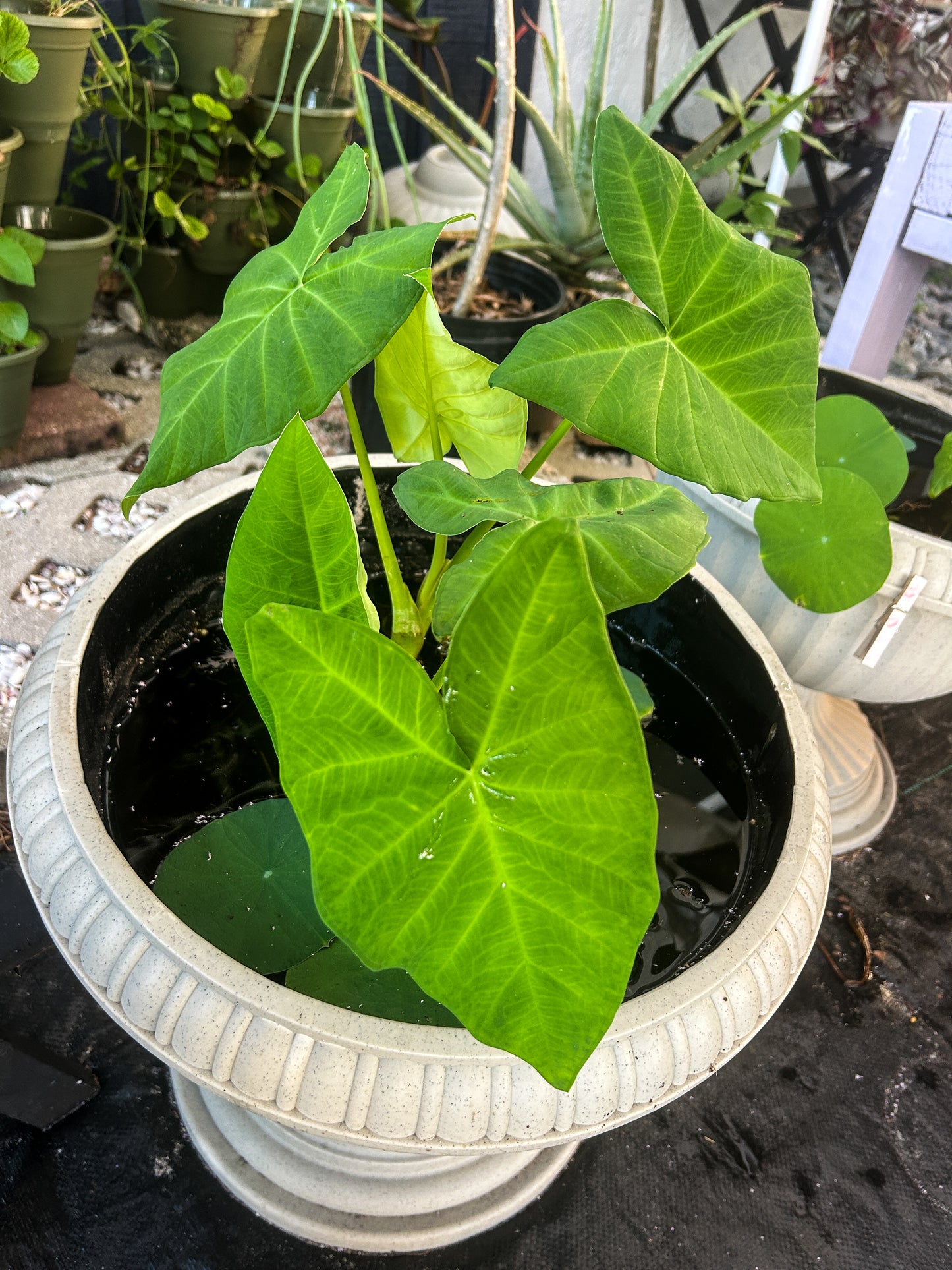 Elephant Ear