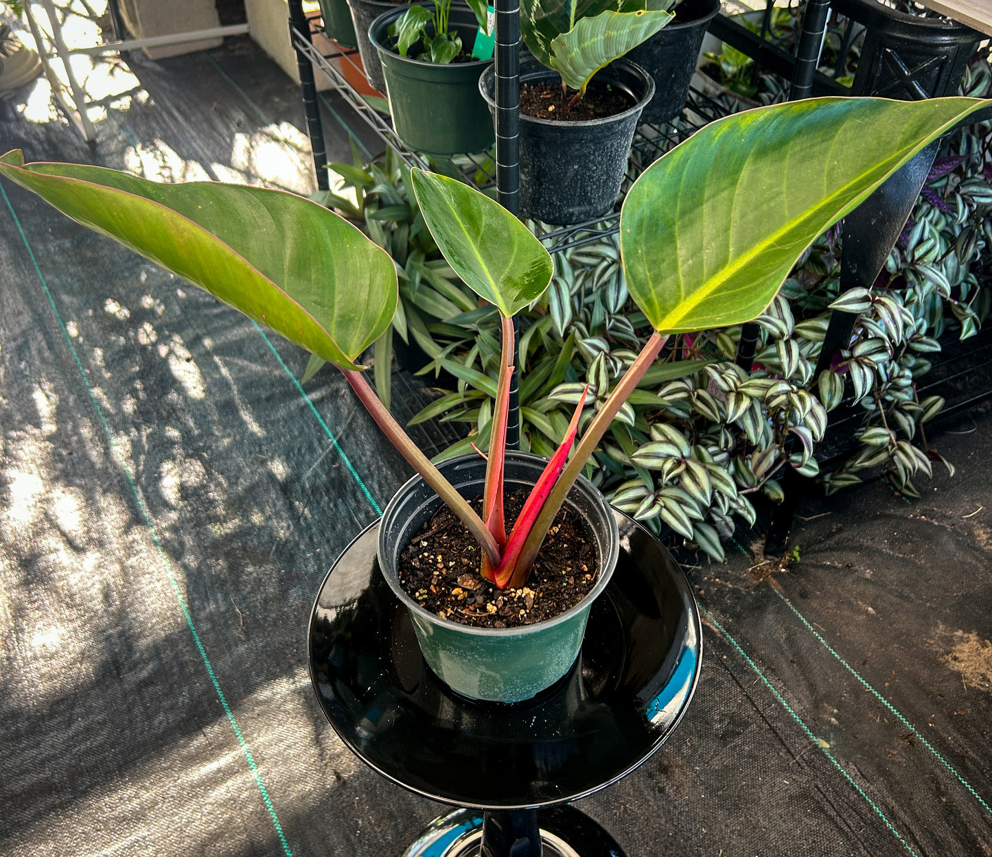 Rojo Congo Philodendron
