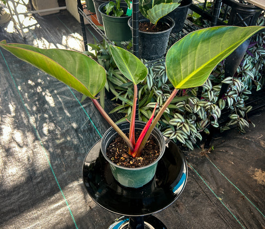 Rojo Congo Philodendron