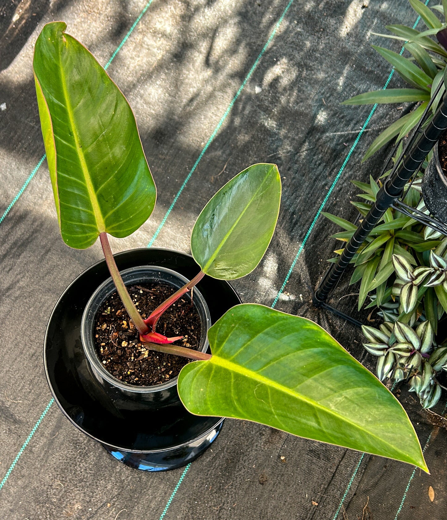 Rojo Congo Philodendron