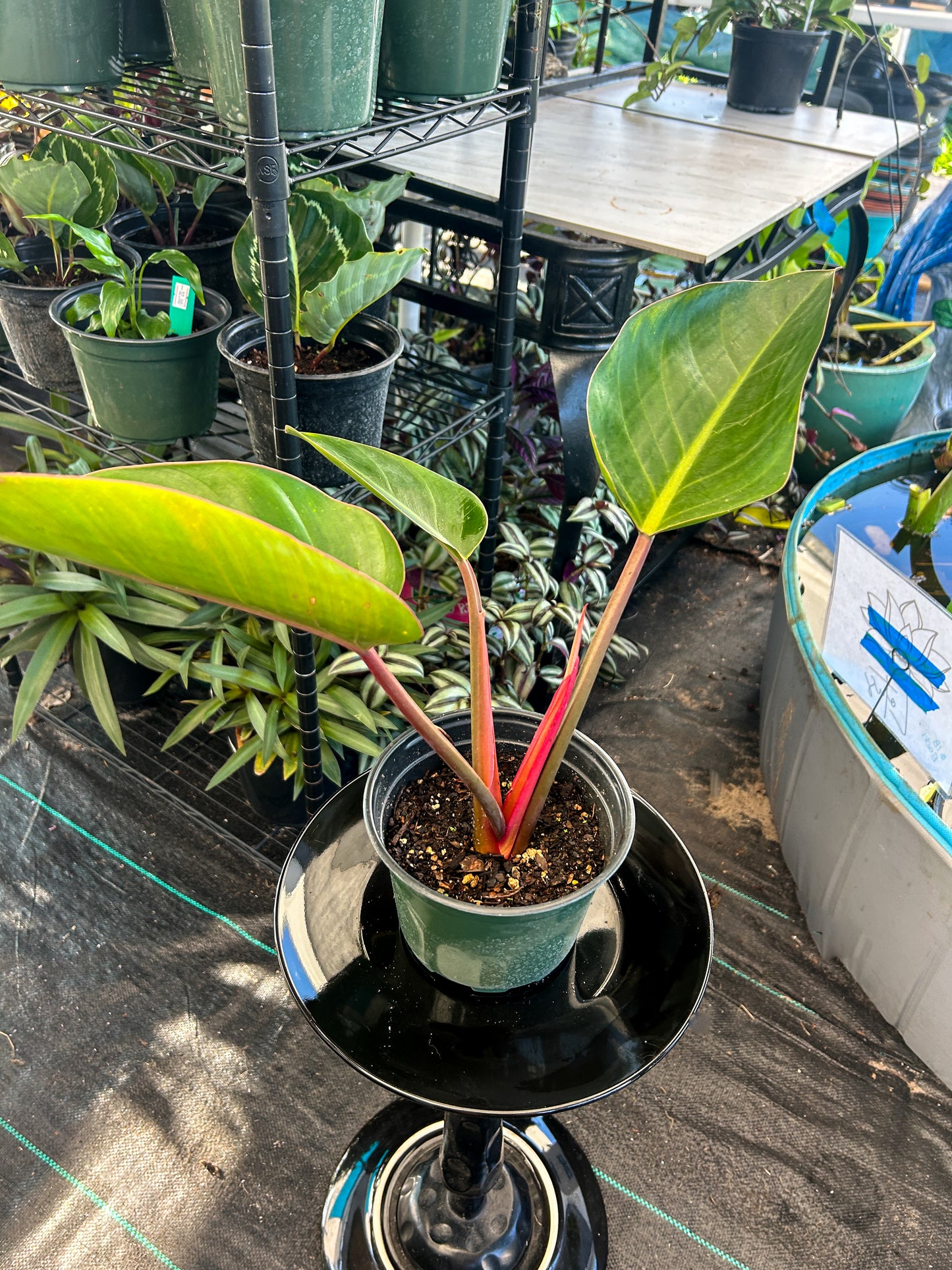 Rojo Congo Philodendron