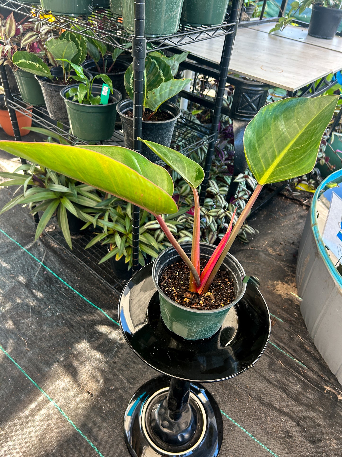 Rojo Congo Philodendron